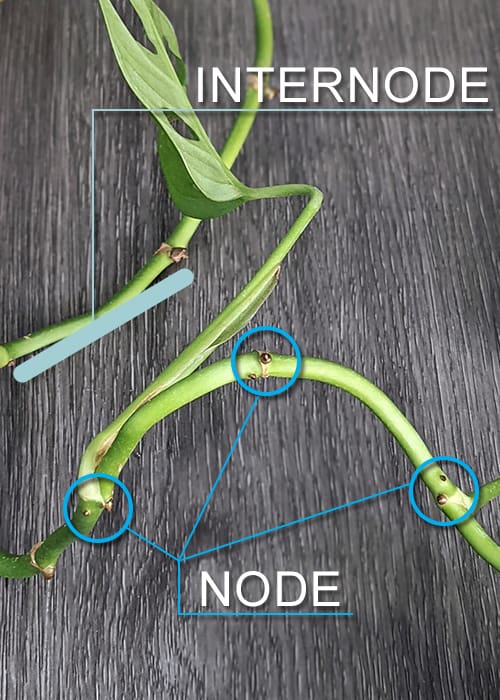 diagram of a leaf node and internode parts