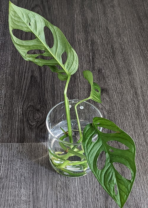 water propagation with cuttings in a glass of water