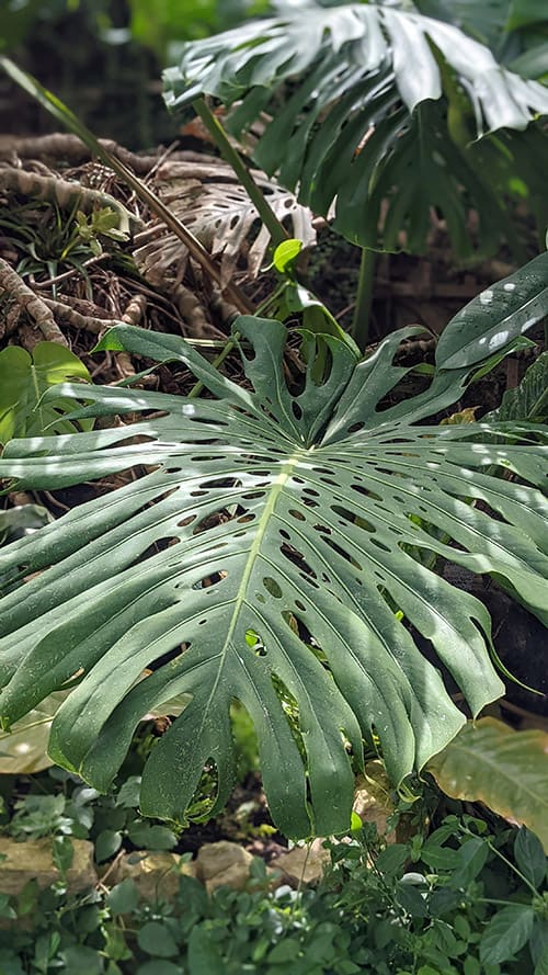 Large Swiss Cheese Plant leaf showing the ripped and ribbon like leaves