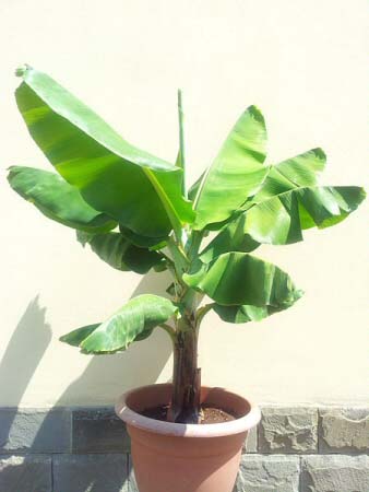 The Common Banana plant in full sun