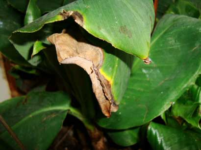 Brown and yellow leaf edges on a Musa Dwarf Cavendish