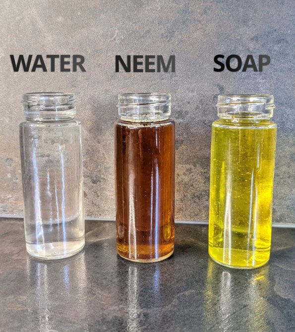 Three glass containers filled with water, neem oil and dish soap