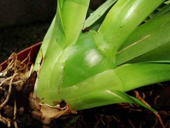 Photo showing a new pseudobulb that has only just grown