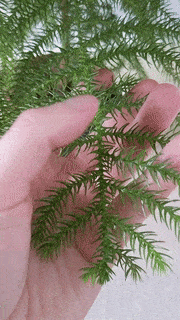 The leaves are very tactile as shown here as a person handles the branches
