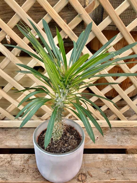 A young and short Pachypodium houseplant