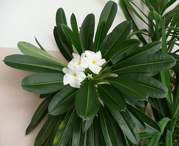 Pachypodium has white, star shaped flowers