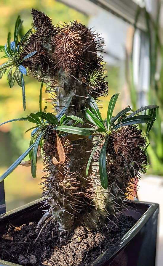 Leaves falling off a Pachypodium houseplant