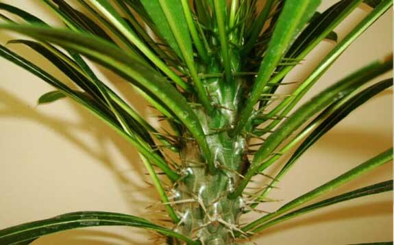 Close up photo of the Pachypodium stem showing the spines