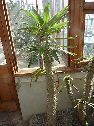 Pachypodium in a sunroom next to lots of wooden framed windows