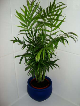 Chamaedorea elegans Parlour Palm Neanthe bella palm Chamaedorea elegans Parlour Palm Neanthe bella palm