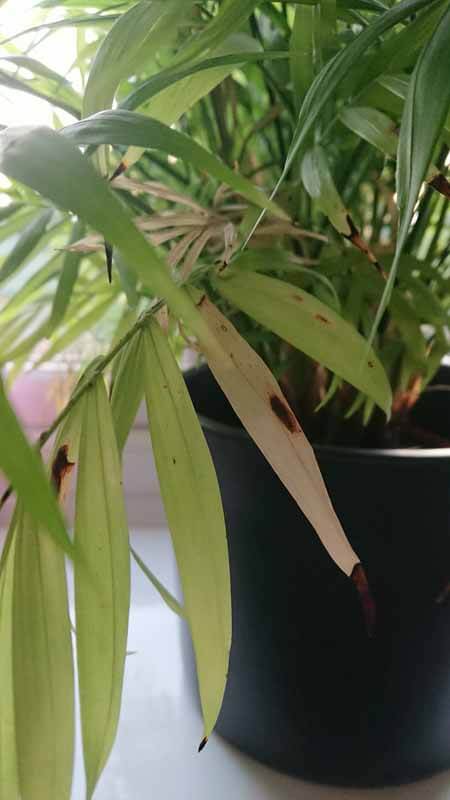 A Parlour Palm houseplant with several issues and problems