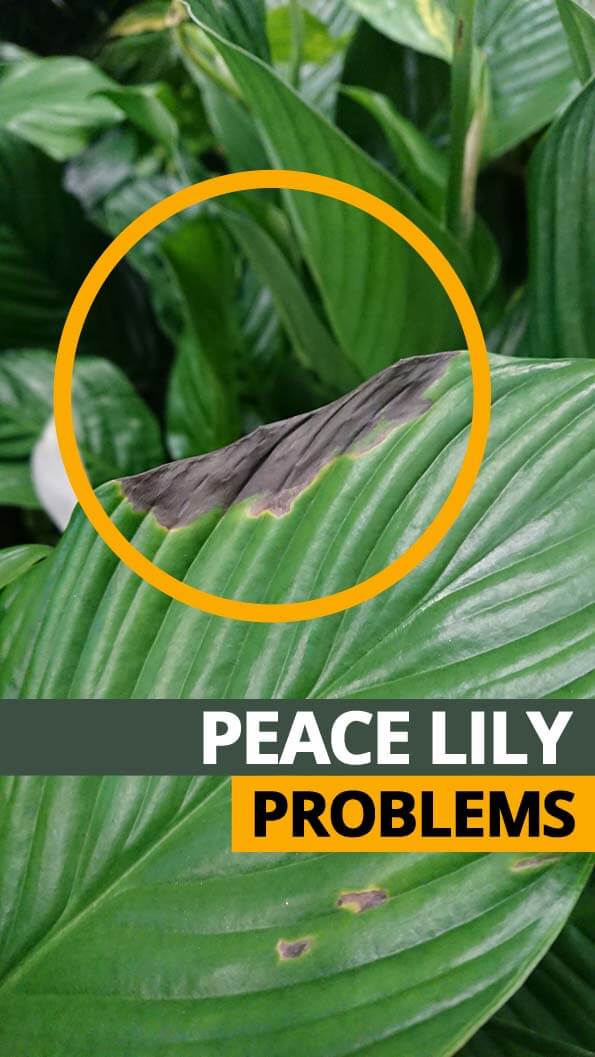 Peace Lily Plant (Spathiphyllum) Guide | Our House Plants