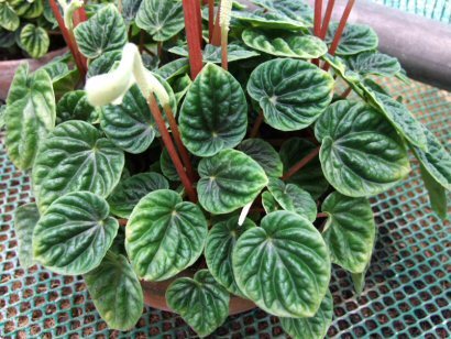 Peperomia or the Radiator Plant