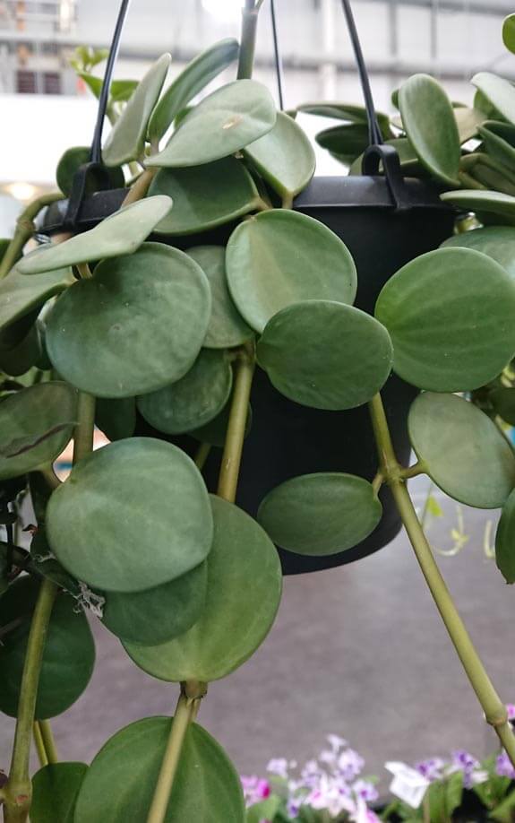 Trailing Peperomia Hope Plant