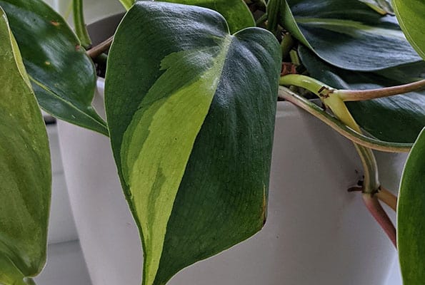 Philodendron Brasil with a window in the background