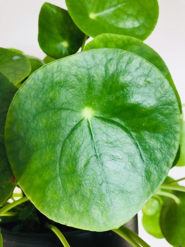 Photo showing a Pilea Peperomioides leaf
