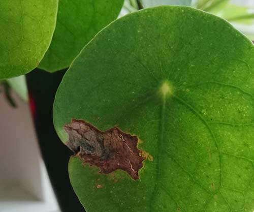 Pilea Peperomioides with a brown crispy section in the leaf