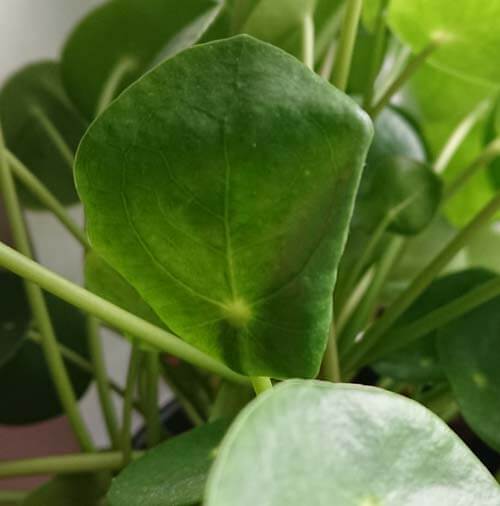 Pilea plant with curled up leaves