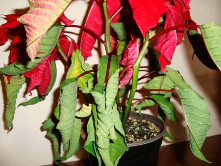 Poinsettia has been over watered or exposed to draughts