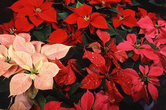 Several Flowering Poinsettias