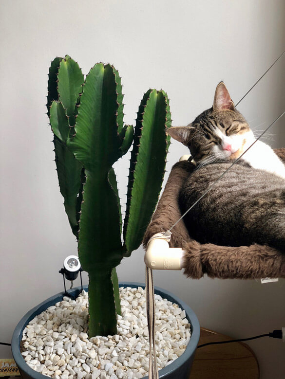 A Tabby Cat sleeping next to a Euphorbia houseplant