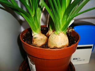 Three Small Ponytail palms in a pot