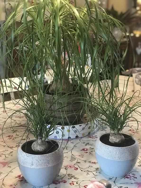 Three different Ponytail Palms of different ages all in nice pots sitting on a table