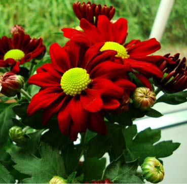 Red flowers of a Pot Mum or Chrysanthemum
