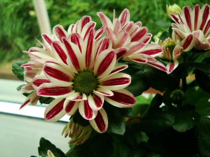 Candy Stripe flowers of a Pot Mum