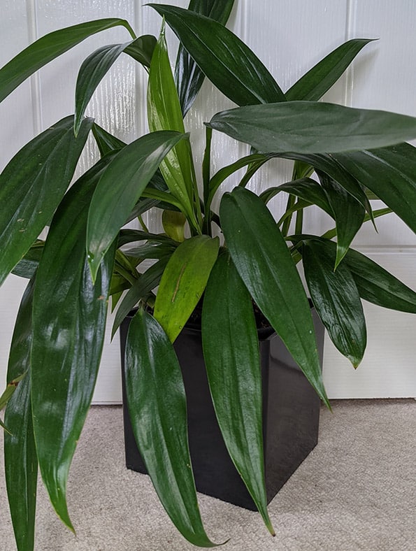 A young epipremnum amplissimum in a pot