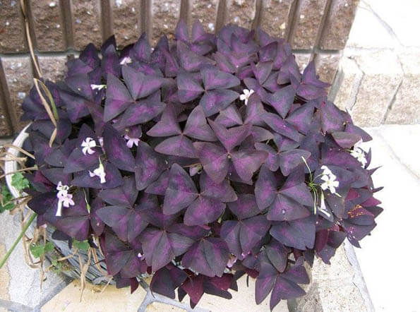 red leaf clover plant