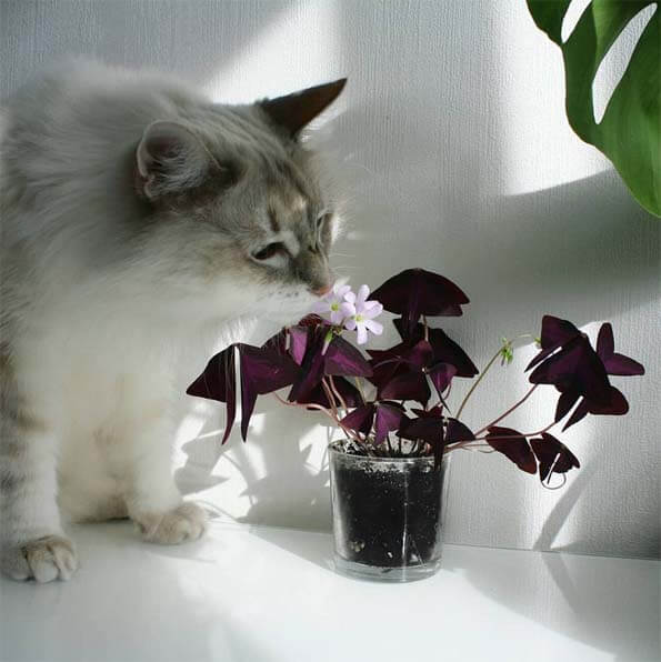 Oxalis is potentially poisonous to pets like the cat in this photo but they can still live together