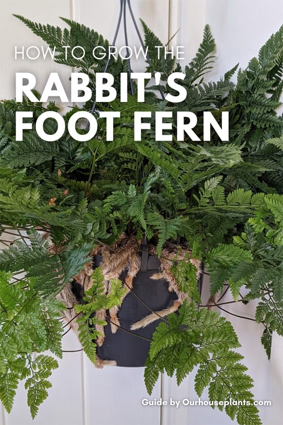 The Rabbits Foot Fern and rhizomes an easy to grow and care for houseplant