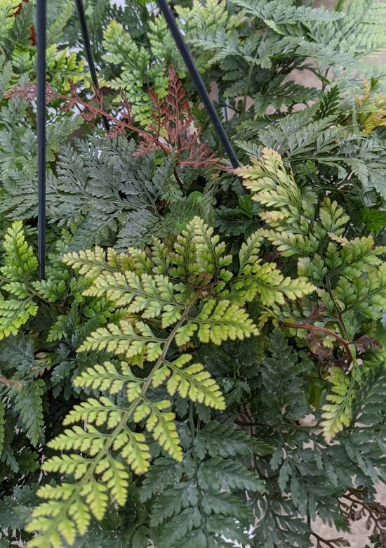 New fronds on this Rabbit Foots Fern have a bronze flush