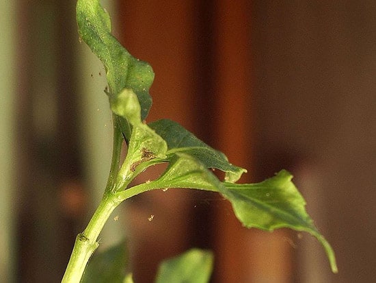 Red Spider Mite's spinning webs over a houseplant