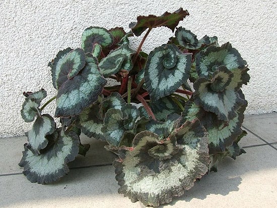 Escargot is a Rhizomatous Begonia