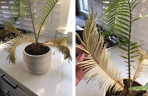 Sago Palm with dried out and dead looking leaves