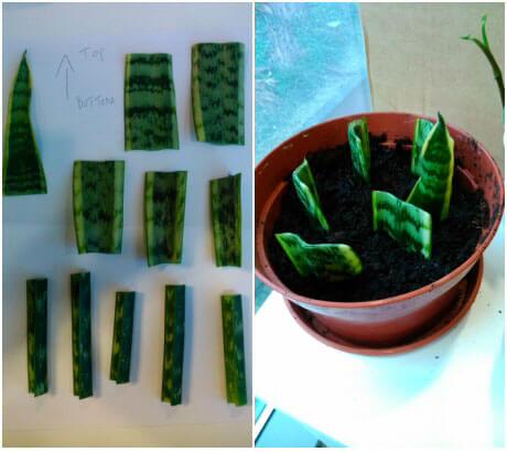 Propagating house plants through leaf cuttings is very easy, as shown in the picture with this Mother-in-laws-tongue
