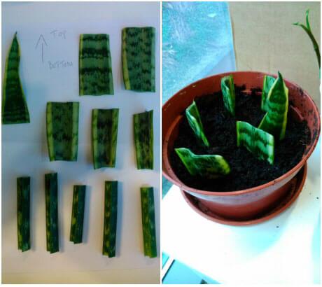 Sansevieria mother in laws tongue cuttings propagation