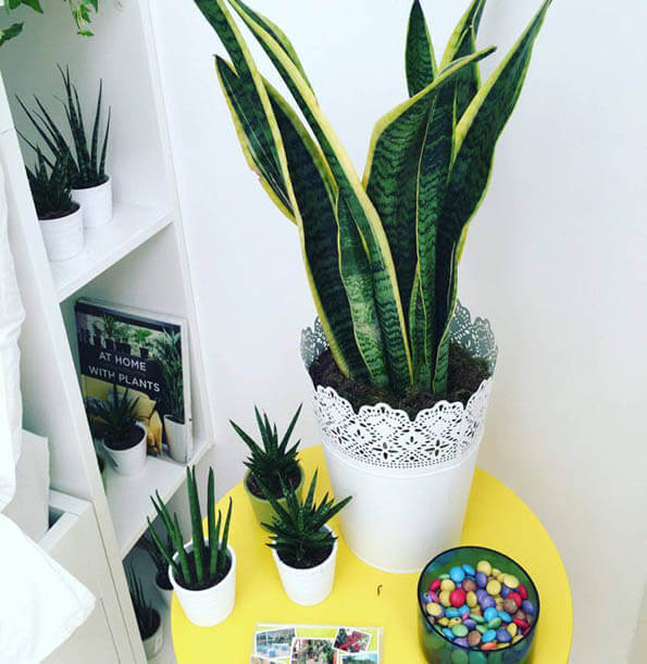 Sansevieria Dracaena (Snake Plant / Mother-in-Law's Tongue) Guide | Our House Plants