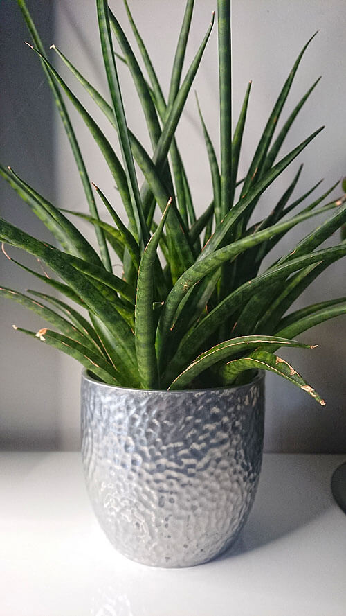Sansevieria Fernwood growing in a silver plant pot