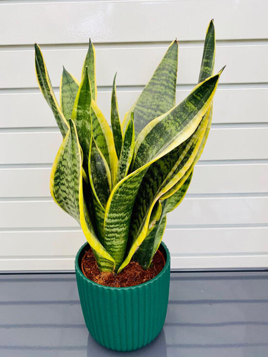 Yellow snake plant - heal snake plant leaves