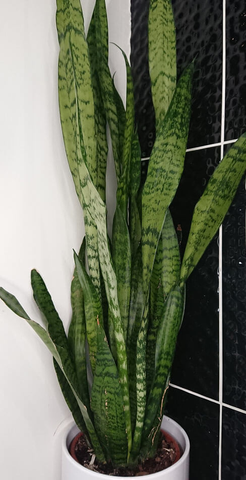 S. trifasciata - the all green snake skin plant
