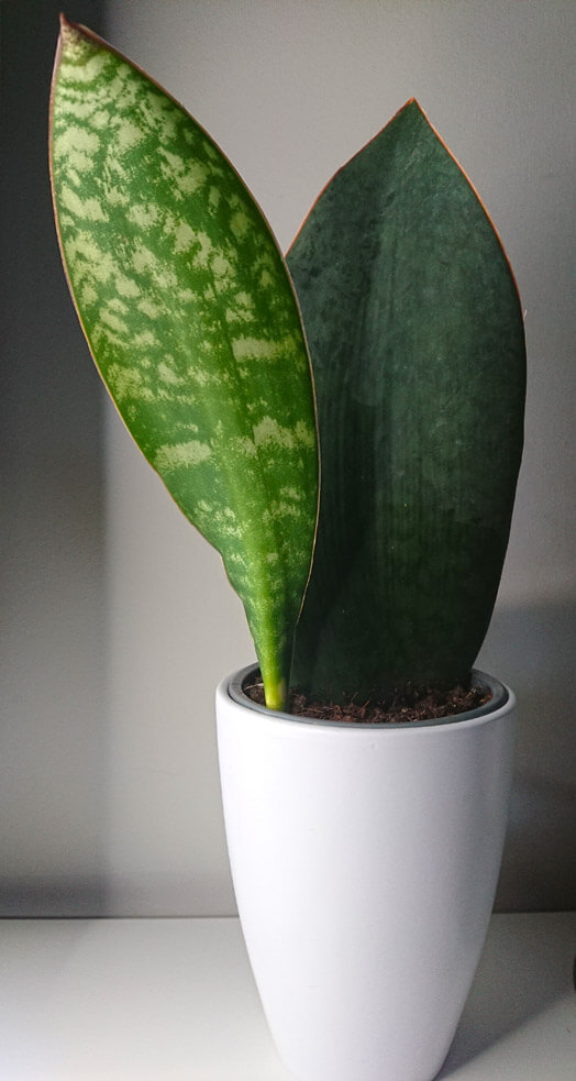 Masoniana Victoria AKA the Whale Fin or Shark Fin Snake Plant