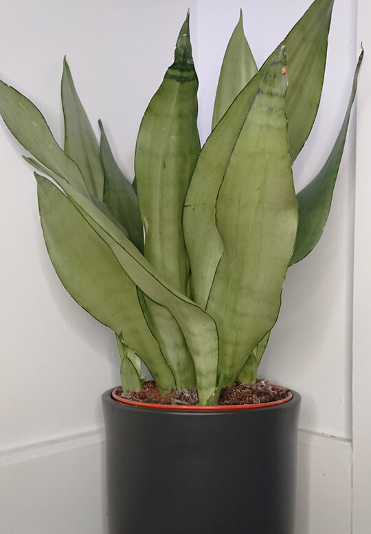 Sansevieria 'Moonshine'