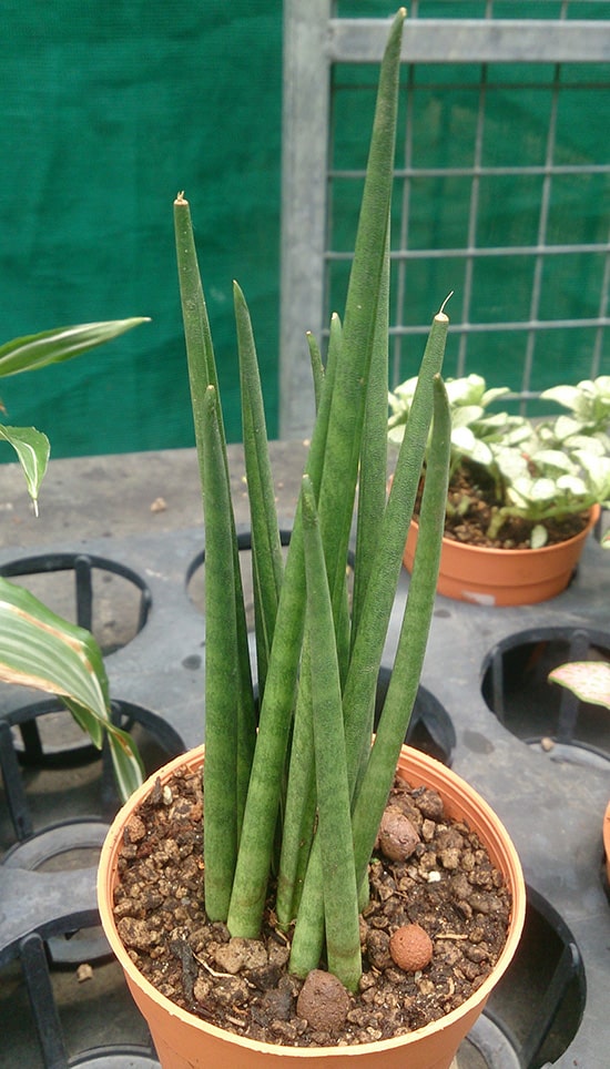 Sansevieria bacularis Mikado in a potting shed