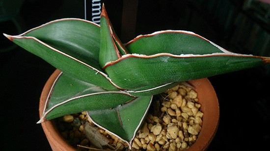 Sansevieria ehrenbergii samurai dwarf