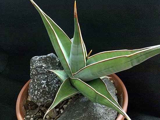 Sansevieria pinguicula in a terracotta pot