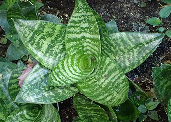  Sansevieria trifasciata 'Hahnii' in a Botanical Garden