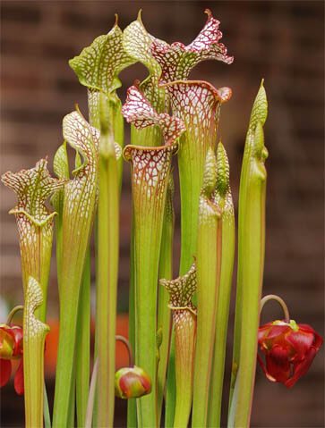 Pitcher Plant Sarracenia leucophylla by Xscd